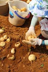 写真：馬鈴薯の収穫2