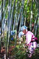 放置竹林で伐採作業をするタケのネの人たち