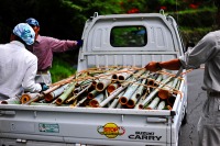 トラックに積まれた大量の竹