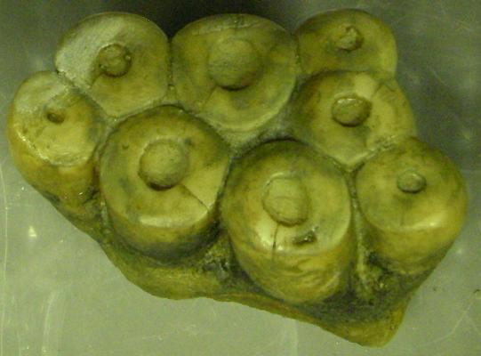 デスモスチルスの臼歯の化石