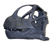 [画像]カマラサウルス頭骨レプリカ