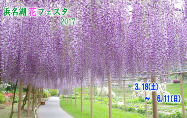 浜名湖花フェスタ2017　3月18（土曜日）から6月11日（日曜日）まで