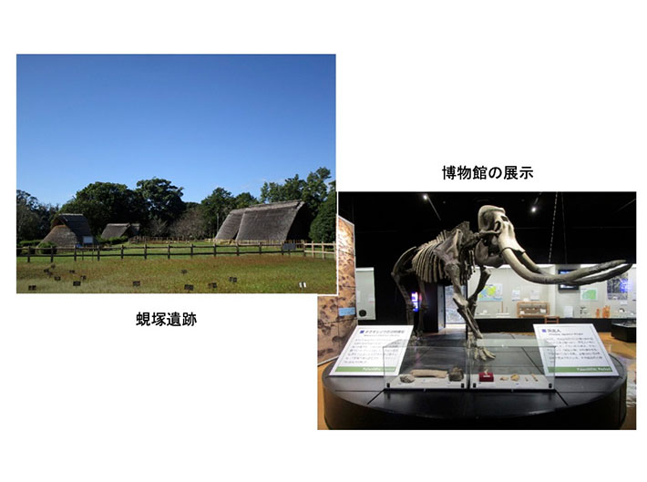 蜆塚遺跡 博物館の展示