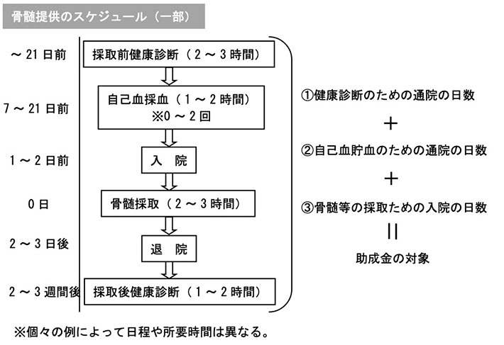 骨髄提供のスケジュール(一部)