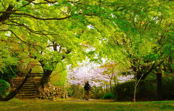 鳥羽山桜2