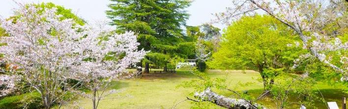 鳥羽山桜