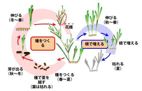 amamo_isshou