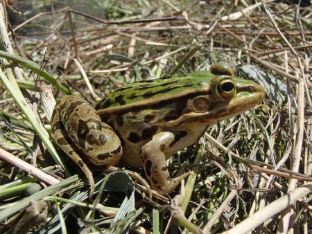 トノサマガエル