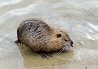 nutria