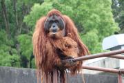 オランウータン
