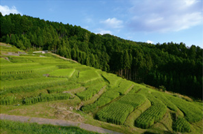 中山間地の棚田