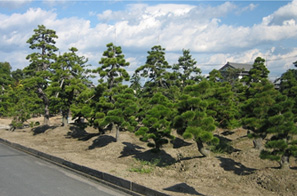 浜北の植木生産地