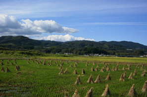 水田と天竜川河岸段丘の斜面緑地