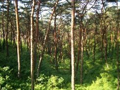 県立森林公園のアカマツ林