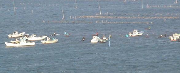 浜名湖内の採貝漁業の船