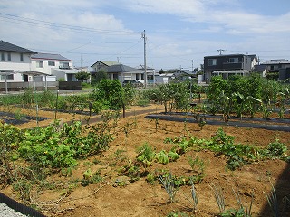 神原市民ふれあい農園（畑）