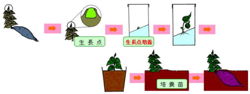 画像：生長点培養の流れ