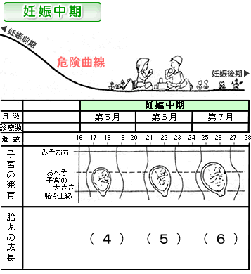 怀孕中期