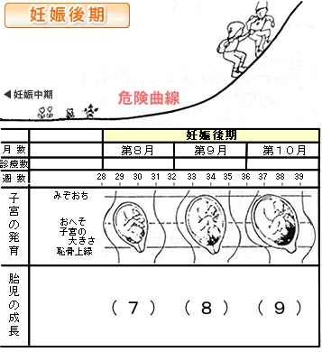 怀孕后半期