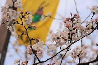 順調に開花する桜