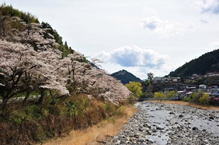水窪川沿いの桜
