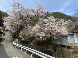 長尾地区の桜並木