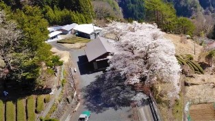 上空から撮影した大野の一本桜
