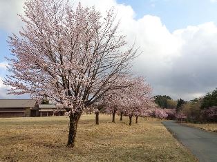 標高1100メートルの家老平の桜