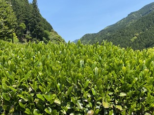 長尾地区の茶畑
