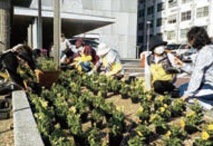 ボランティア団体による市役所の花植えの様子
