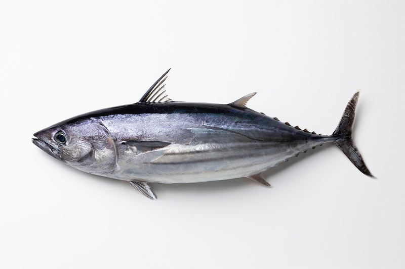 katuo