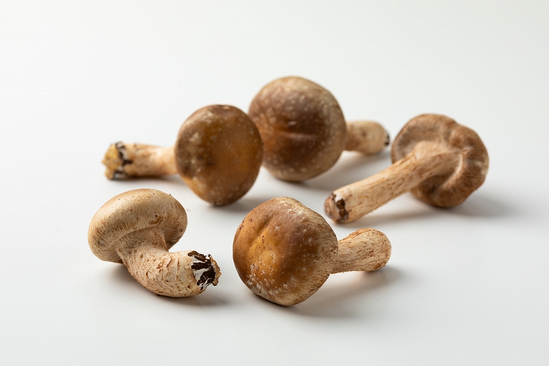 siitake