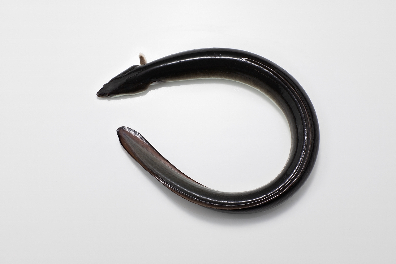 unagi