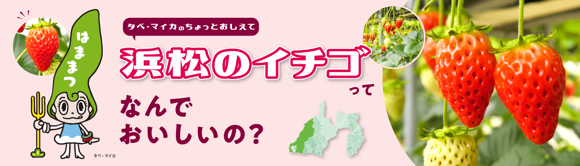 浜松のイチゴってなんでおいしいの?