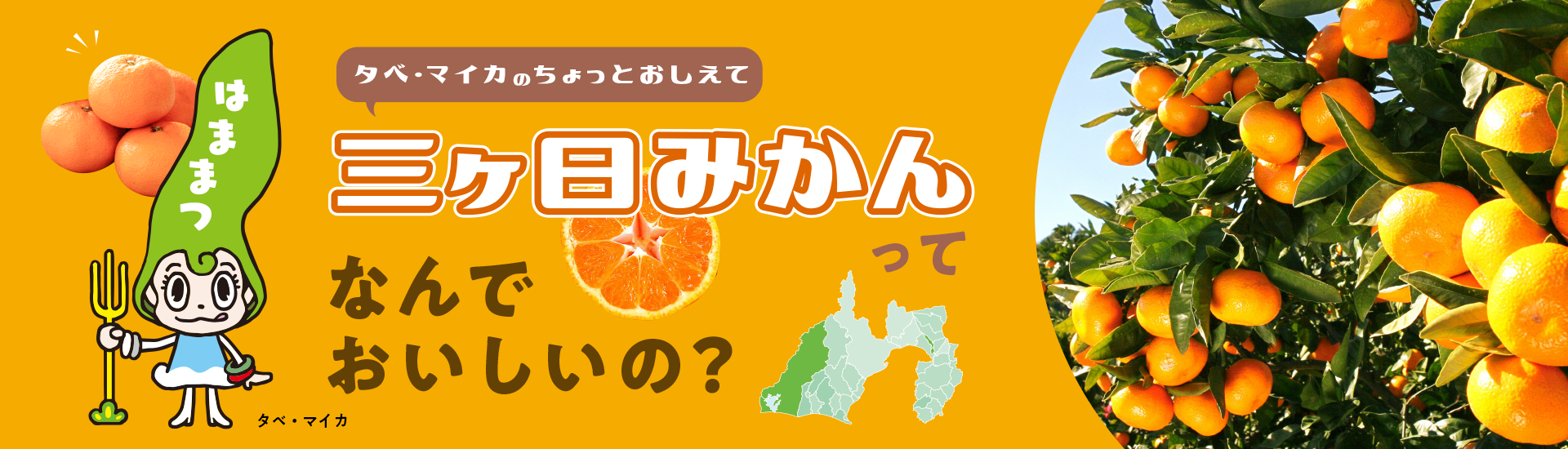 三ヶ日みかんってなんでおいしいの？