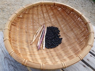 収穫した黒小豆