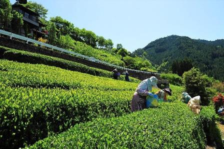 斜面に沿うような茶畑