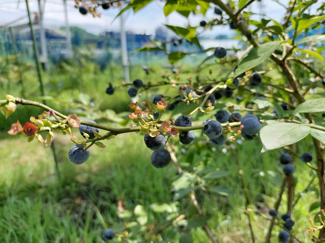 blueberry