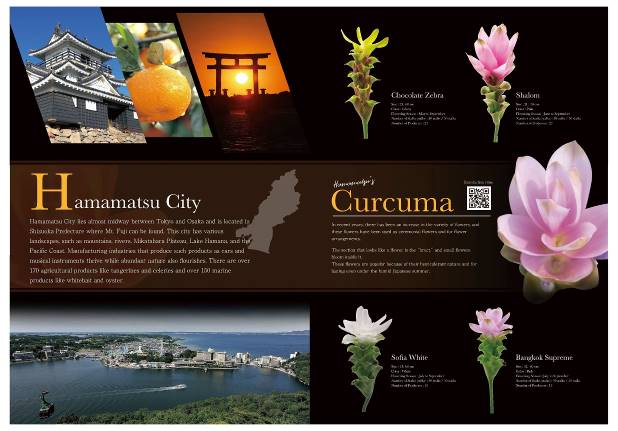 curcuma