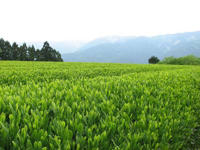 お茶