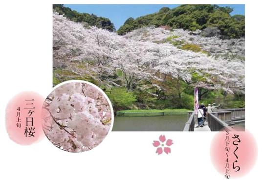 写真：奥山公園のソメイヨシノと乎那の峯の三ヶ日桜。