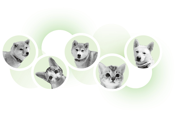 犬・猫を10頭以上飼う場合は届け出が必要になりました