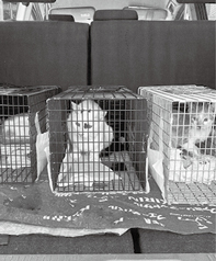 3頭の猫を捕獲し、車で動物病院へ運ぶ様子