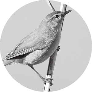 市の鳥（ウグイス）