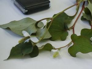 花びらのように見える白い所は葉。黄色い部分が花。