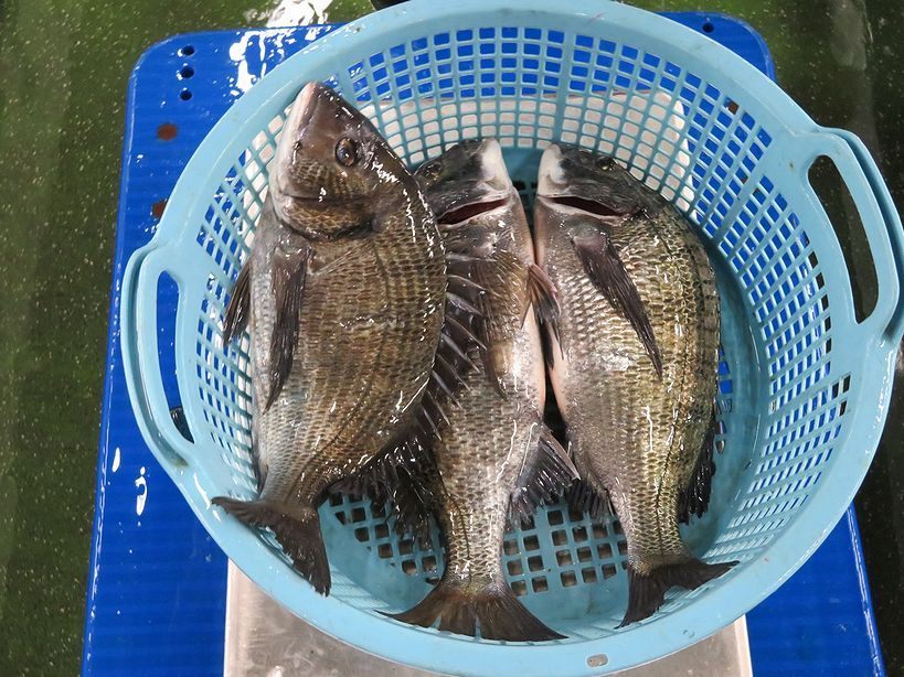 魚勝