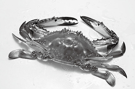 浜名湖産ワタリガニ