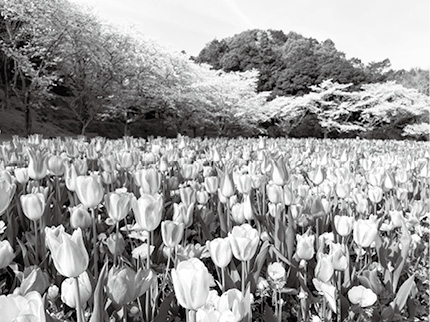 桜とチューリップ