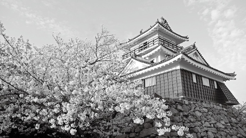 天守閣を彩る330本の桜（浜松城公園［中央区元城町］）