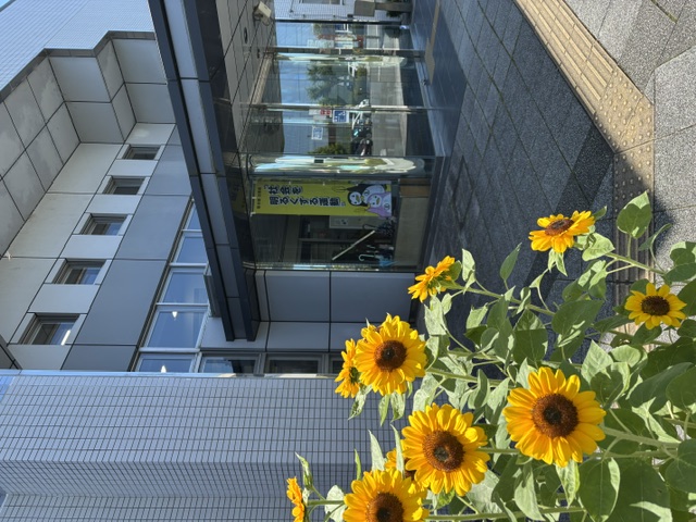 ひまわり1